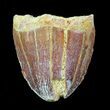 Cretaceous Fossil Crocodile Tooth - Morocco #50248-1